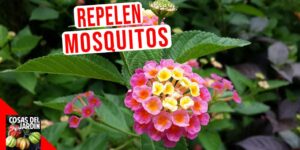 Plantas repelentes de mosquitos: aquí tienes cuáles plantar en el jardín